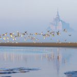 Oct 2025 – Thierry Noziere Patrimoine natuel – 09092 023-2F7A4131_Envolee_matin ale_365x245_EAM189 (3)